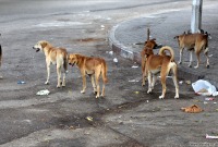 زيادة إصابات داء الكلب والحمى المالطية في دير الزور