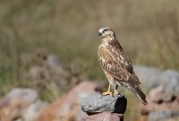 طائر الحوام أو long legged buzzard