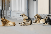 كلاب شاردة في شوارع تركيا (وسائل إعلام تركية)