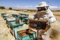 تربية النحل في سوريا - AFP