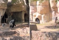 "كأنه مشهد سينمائي".. غوريلا تطارد امرأتين داخل حديقة حيوان