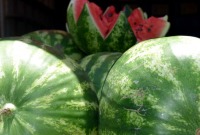 Watermelon1.jpg