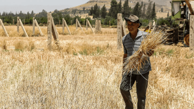 تغيّر المناخ يقلص بشدة محصول القمح في سوريا