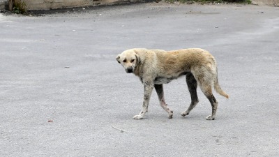 جدل في تركيا حول قانون مقترح لقتل الكلاب الضالة