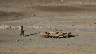 رعي الأغنام في سوريا