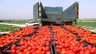 المبيع لا يغطي التكاليف.. موسم البندورة يكبد مزارعي السويداء خسائر بالملايين