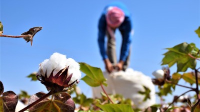 زراعة القطن في سوريا 